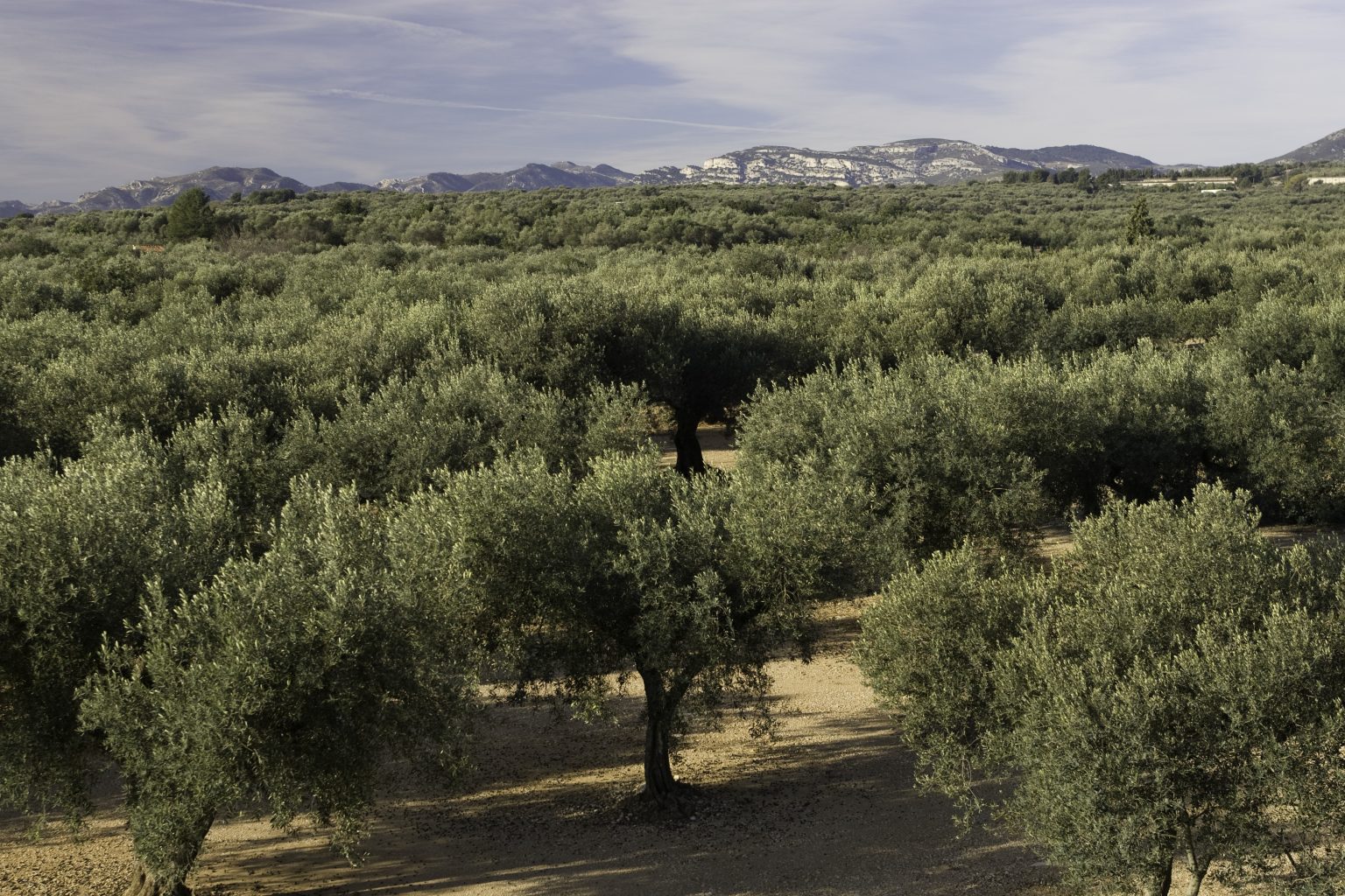 Paisatge d'oliveres a la Sénia